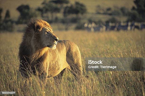 Male Lion Открытой Саванны В Кении — стоковые фотографии и другие картинки Без людей - Без людей, Всматриваться, Вымирающие виды