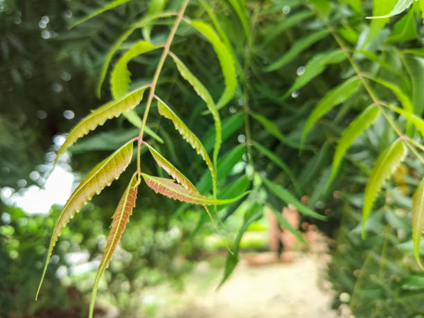 Azadirachta indica, commonly known as neem, nim tree or Indian lilac, commonly use for medicinal purpose in India. A very usefull ayurvedic antiseptic medicine. Closup of organic neem leaves commonly known as margosa, neem, nimtree or Indian lilac, is a tree in the mahogany family Meliaceae. azadirachta indica también se conoce como neet tree en la india. una planta muy útil en la antigua terapia médica india o tratamiento de ayurveda. comúnmente utilizado como antiséptico. primer plano de hojas frescas orgánicas de neem son populares co