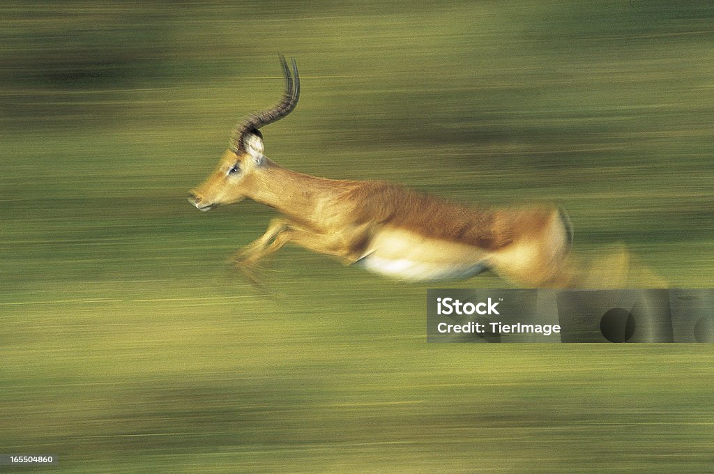 Impala running hommes au flou VERT HERBE - Photo de Animaux de safari libre de droits