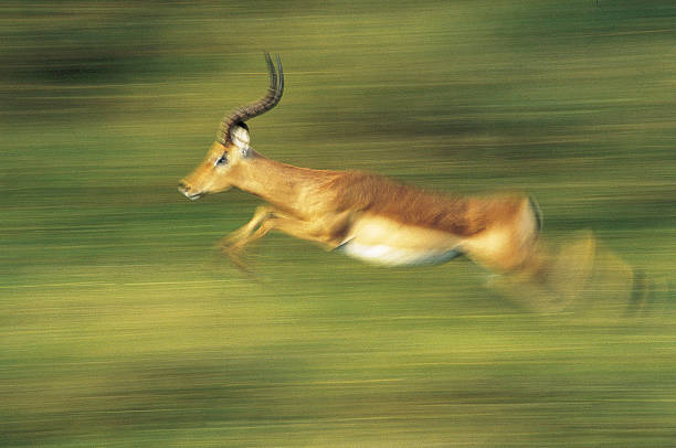 Male Impala running through green grass blurred stock photo