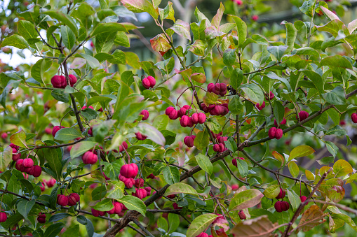 A beautiful green bush with red berries in the early fall.