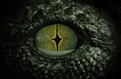 Dragon eye close up
