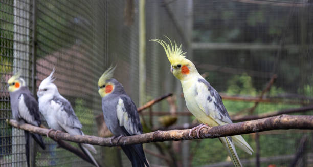 istock Yellow cockatiel sits on a branch. 1655067673