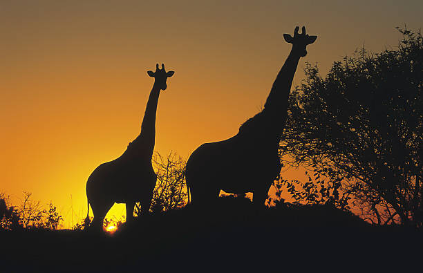 Giraffe standing on hill at sunset South Africa silhouette stock photo