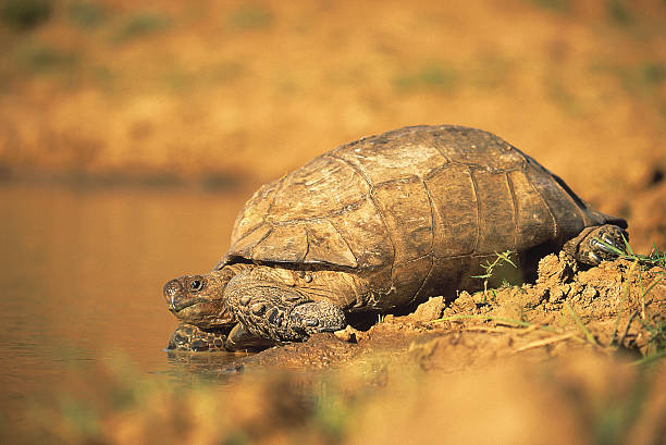 Tortoise drinking at river bank in South Africa stock photo