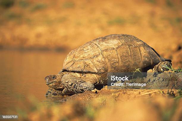 Черепаховый Пить На Берегу Реки В Южной Африке — стоковые фотографии и другие картинки Без людей - Без людей, Берег реки, Горизонтальный