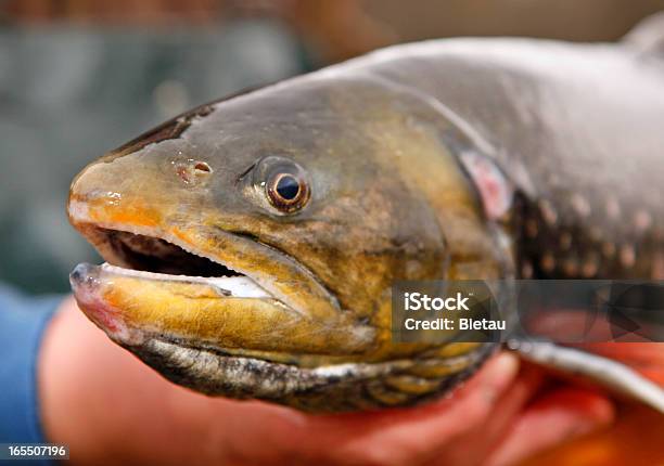 Saibling Stockfoto und mehr Bilder von Amerikanischer Seesaibling - Amerikanischer Seesaibling, Angel, Fisch