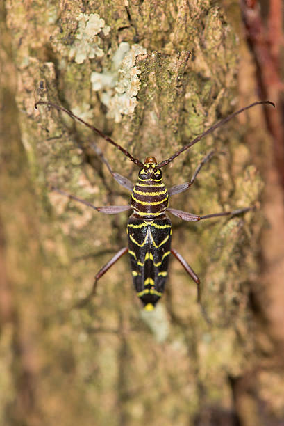 locust barrenador escarabajo - megacyllene robiniae fotografías e imágenes de stock