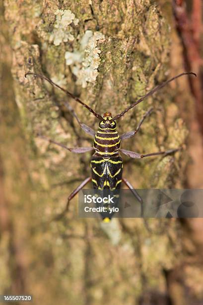 Саранча Borer Носорог — стоковые фотографии и другие картинки Вертикальный - Вертикальный, Вредитель, Длинный