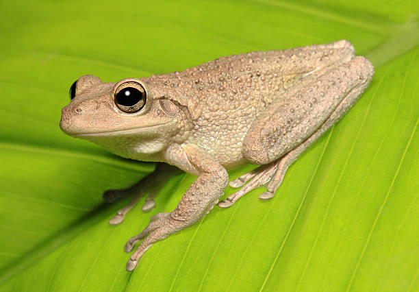 istock Profile of a Cuban Tree Frog on Green Leaf 165507572