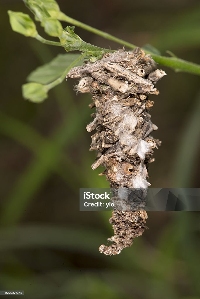 Bagworm Pupa of the Bagworm (Oiketicus kirbyi) attached to a plant. Bagworm Moth Stock Photo
