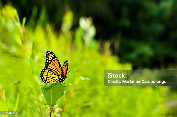 Viceroy Butterfly Limenitis Archippus Stock Photo - Download Image Now - Beauty, Beauty In Nature, Black Color