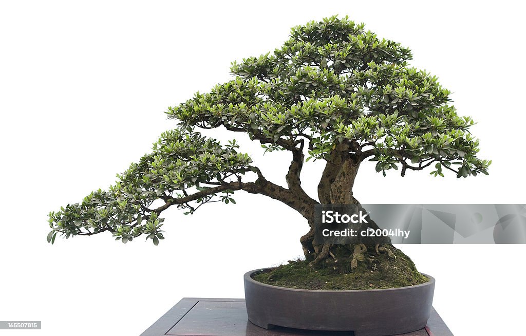 bonsai na białym - Zbiór zdjęć royalty-free (Azja)