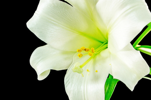 The bloom of an white Easter Lily on a black background.