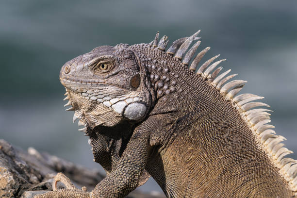istock Closeup, Green Iguana. Looking to the side. Ocean in background. 1655081284