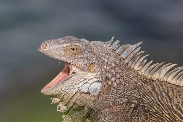 istock Closeup, Green Iguana. Looking to the side. Mouth Open. 1655081301