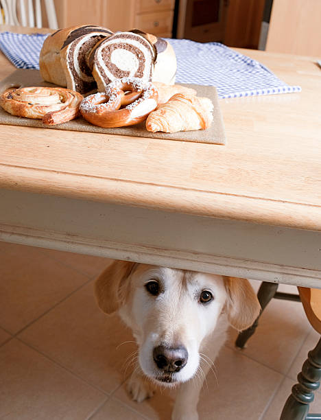 istock Dog Hoping for Treat in Kitchen 165508385