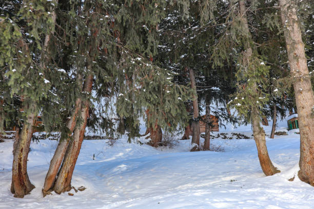 istock Winter Wonderland: Naltar Valley Blanketed in Snow 1655092616