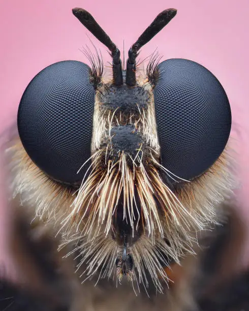 Symmetrical portrait of a Bumblebee robberfly with white hair on its face, set against a pink background (Laphria flava)