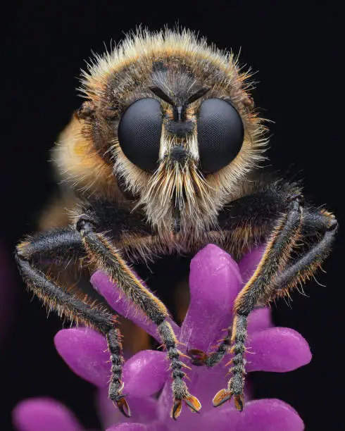 Portrait of a Bumblebee robberfly with white hair on its face, set against a pink background (Laphria flava)