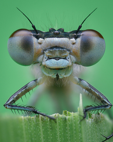 Portrait of a damselfly with pastel blue and brown eyes holding onto a blade of grass, against a green background (blue-tailed damselfly, Ischnura elegans)