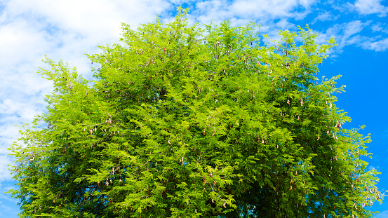 Green treetop of tropical tree