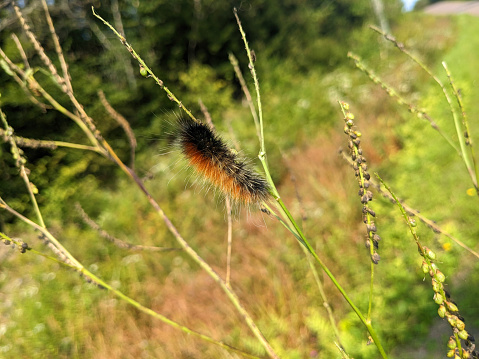 Woolly Bear Caterpillar Climbing a Stick
