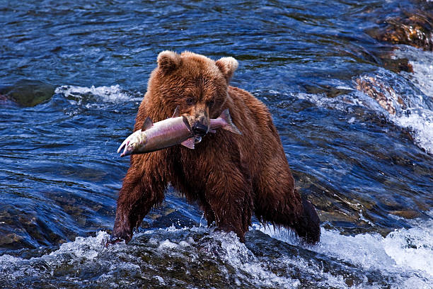grizly gire en alaska - brown bear alaska katmai national park animal fotografías e imágenes de stock