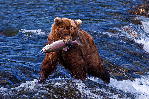 grizly медведь на аляска - brown bear alaska katmai national park animal стоковые фото и изображения