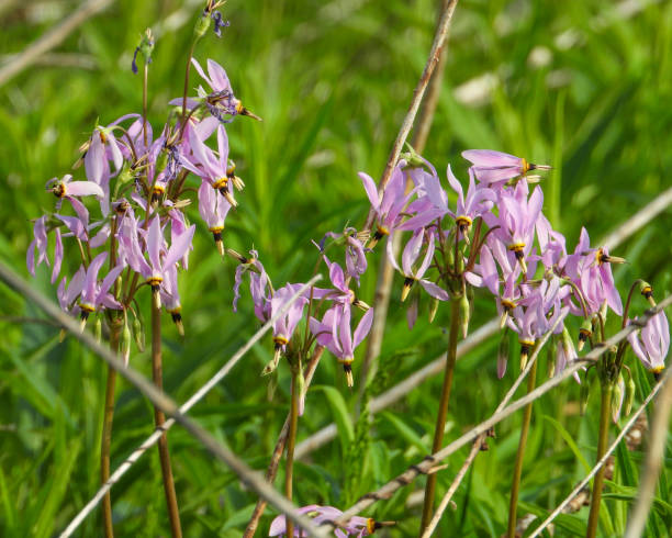 istock Dodecatheon meadia (Prairie Shooting Star) Native North American Prairie Wildflower 1655111972