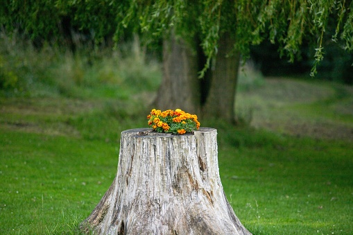 A closeup of a flowers on the  the center of a wooden tree stump in a lush green on a sunny day