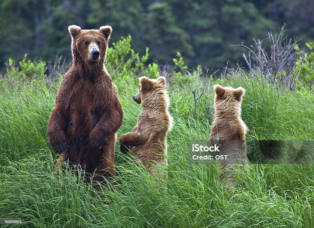 Ours Grizly de l'Alaska - Photo de Alaska - État américain libre de droits
