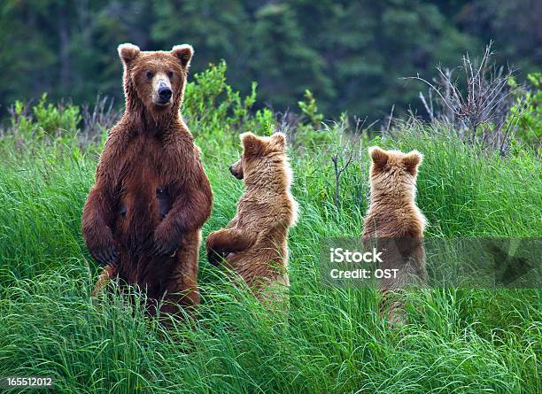 Grizly Медведь На Аляска — стоковые фотографии и другие картинки Brooks Camp - Brooks Camp, Katmai Peninsula, Аляска - Штат США