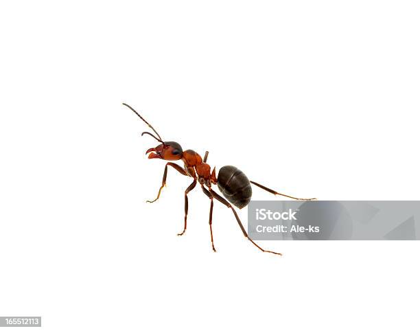 Hormiga Sobre Blanco Foto de stock y más banco de imágenes de Hormiga cortadora de hojas - Hormiga cortadora de hojas, Fondo blanco, Fauna silvestre