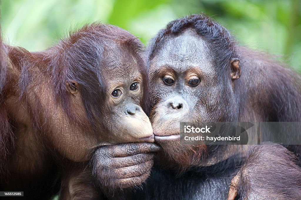 Dwa Orangutans udostępnianie intymne moment i kiss - Zbiór zdjęć royalty-free (Orangutan sumatrzański)