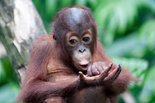 Young Orangutan