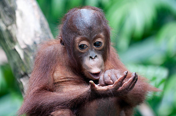 Young Orangutan pulls face and plays with hand stock photo