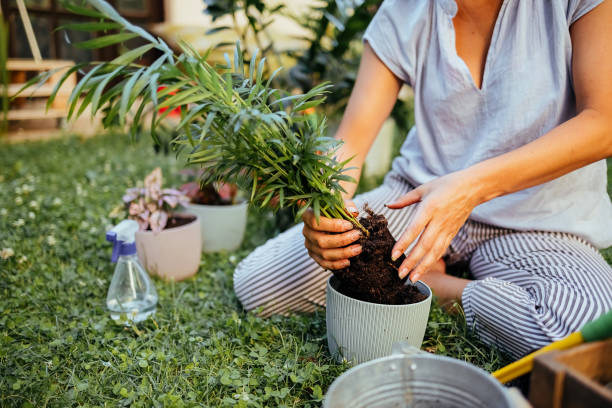 istock Woman gardening in back yard 1655126647
