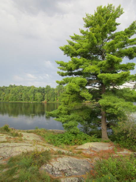 istock Morning at the Lake 1655137398