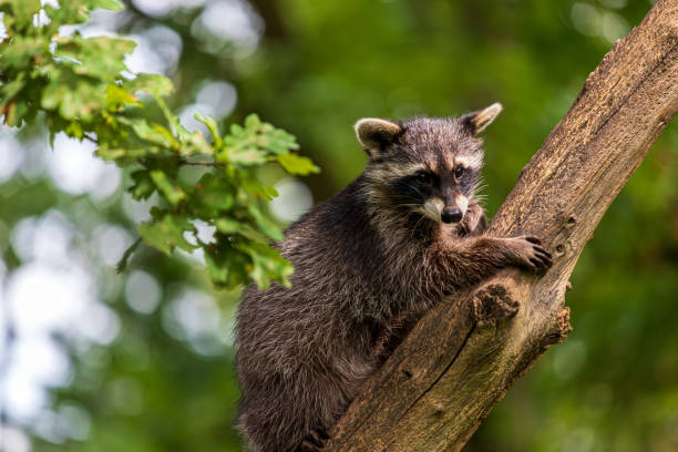 istock Young Raccoon, Procyon lotor 1655137409