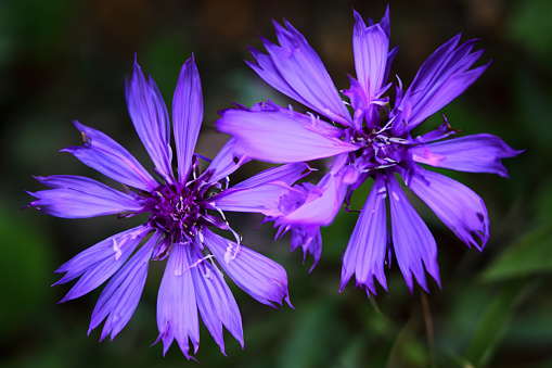 Vibrant blooms emerge from the shadows, capturing the delicate beauty of flowers in ethereal, low light. A mesmerizing floral composition.