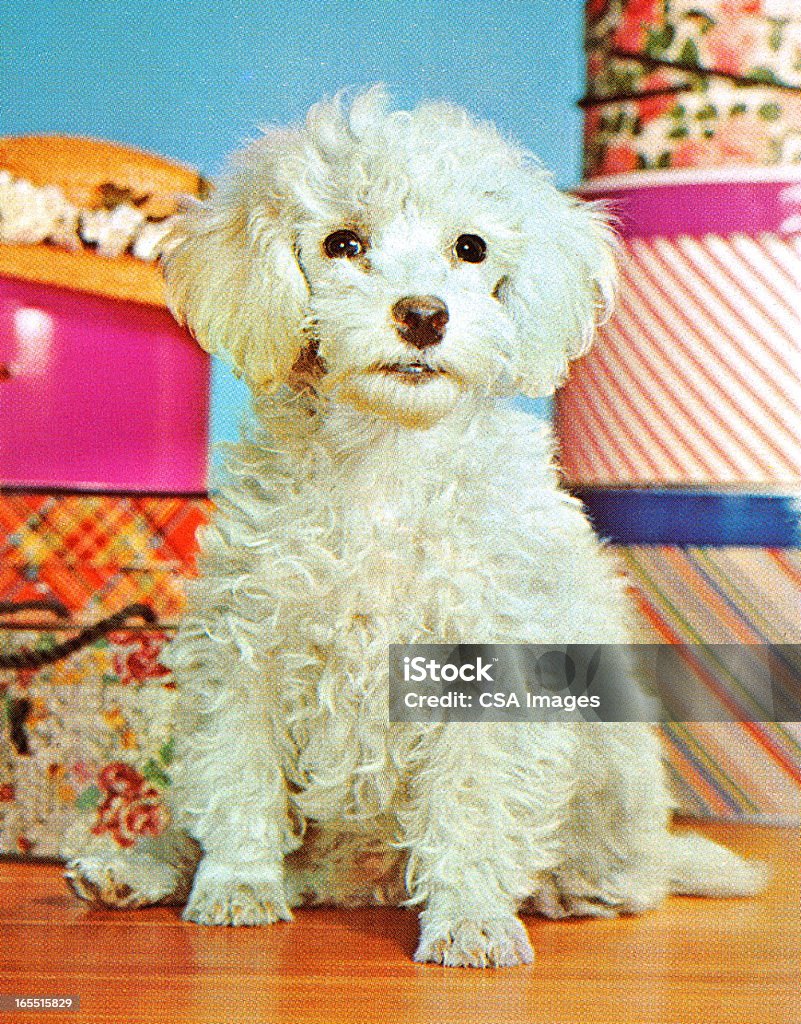 Fluffy White Dog Animal stock illustration