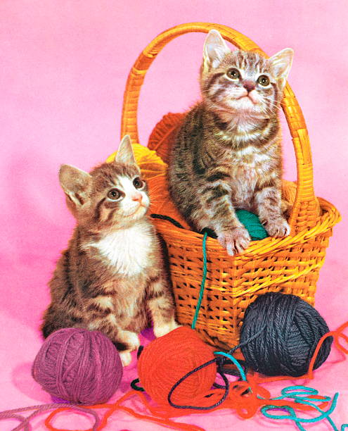 zwei junge kätzchen im korb mit garn - cute kitten pics stock-grafiken, -clipart, -cartoons und -symbole