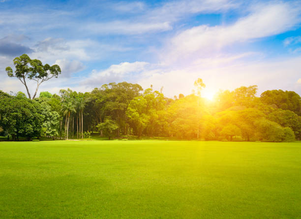 Beautiful park with green lawn at sunrise.