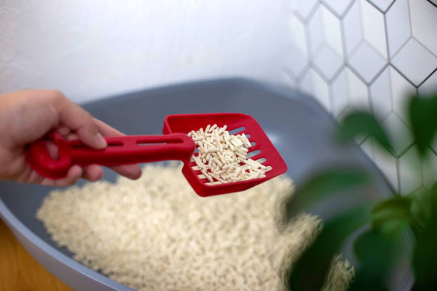 une main de femme avec une spatule rouge avec un tas de granules de litière naturelle légère pour chat, - litter box box clean shovel photos et images de collection