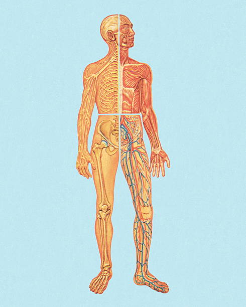 Human Anatomy Human Anatomy male human anatomy diagram stock illustrations