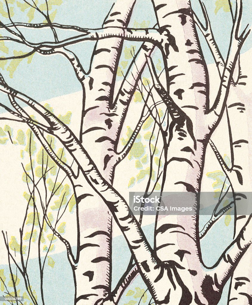 Birch Trees Birch Tree stock illustration