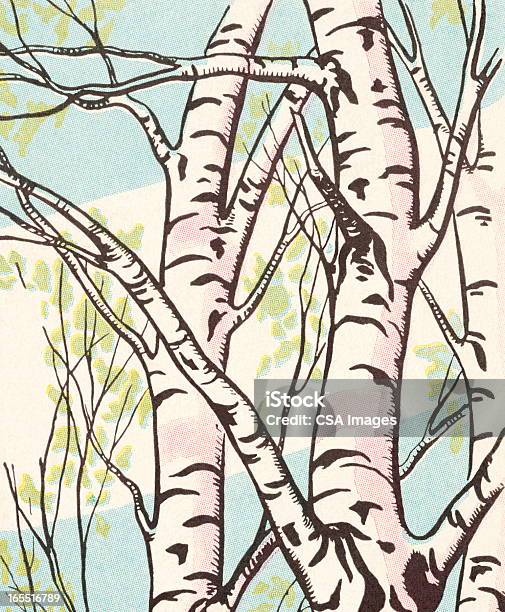 Birch Trees Stock Illustration - Download Image Now - Birch Tree, Branch - Plant Part, Color Image