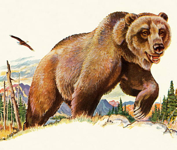  медведь гризли - медведь иллюстрации stock illustrations