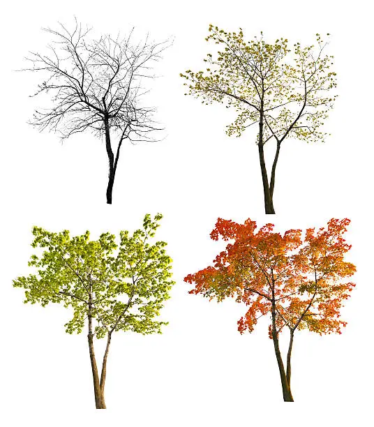 four seasons maple tree isoalted on white background